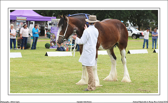 Nat. Clyd. & H. Horse Fest. - WEB - (311)