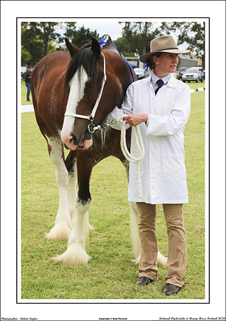 Nat. Clyd. & H. Horse Fest. - WEB - (312)