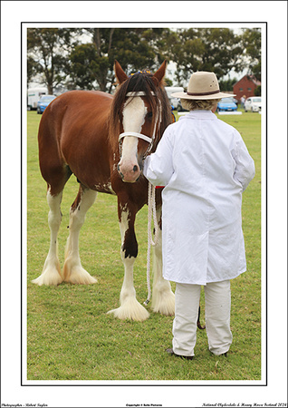 Nat. Clyd. & H. Horse Fest. - WEB - (313)