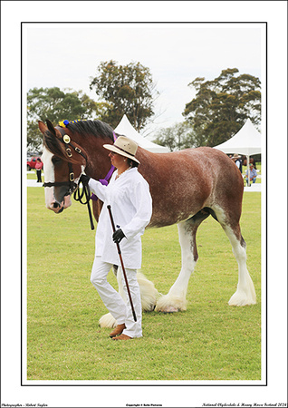 Nat. Clyd. & H. Horse Fest. - WEB - (317)