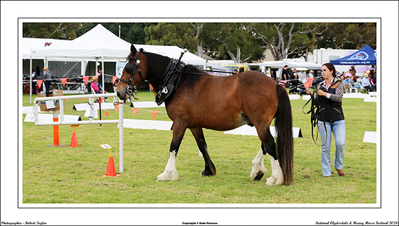 Nat. Clyd. & H. Horse Fest. - WEB - (347)