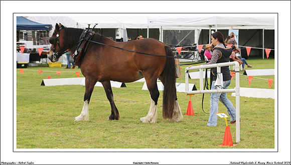 Nat. Clyd. & H. Horse Fest. - WEB - (350)