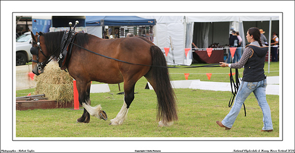 Nat. Clyd. & H. Horse Fest. - WEB - (352)