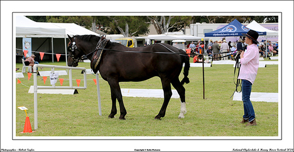 Nat. Clyd. & H. Horse Fest. - WEB - (370)