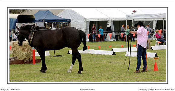 Nat. Clyd. & H. Horse Fest. - WEB - (374)