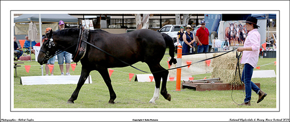 Nat. Clyd. & H. Horse Fest. - WEB - (375)