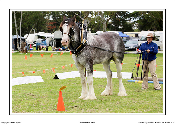 Nat. Clyd. & H. Horse Fest. - WEB - (377)