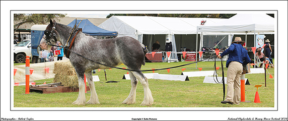 Nat. Clyd. & H. Horse Fest. - WEB - (399)