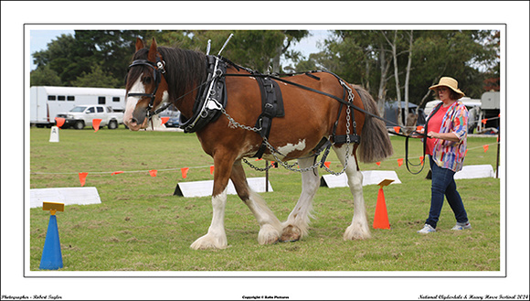 Nat. Clyd. & H. Horse Fest. - WEB - (401)