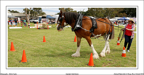 Nat. Clyd. & H. Horse Fest. - WEB - (421)