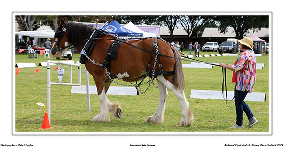 Nat. Clyd. & H. Horse Fest. - WEB - (424)