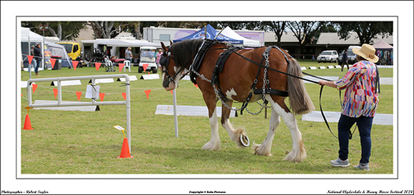 Nat. Clyd. & H. Horse Fest. - WEB - (425)