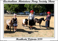 Australian Miniature Pony Society Show 2019