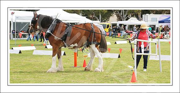 Nat. Clyd. & H. Horse Fest. - WEB - (427)