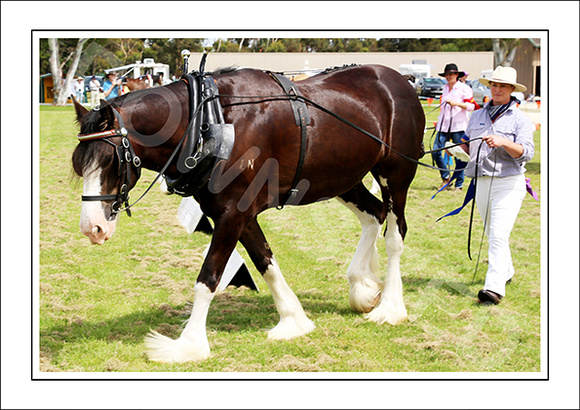 Nat. Clyd. & H. Horse Fest. - WEB - (432)