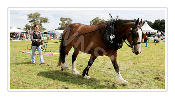 Nat. Clyd. & H. Horse Fest. - WEB - (435)