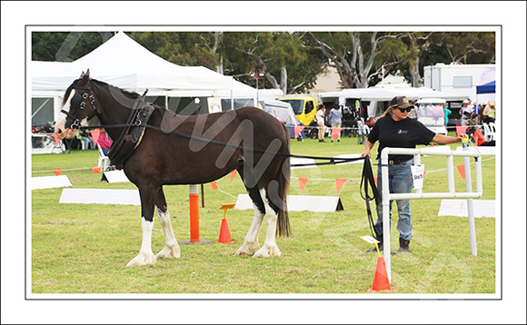 Nat. Clyd. & H. Horse Fest. - WEB - (449)