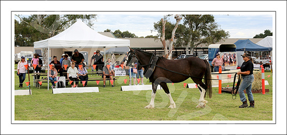 Nat. Clyd. & H. Horse Fest. - WEB - (450)