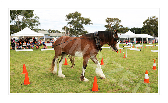 Nat. Clyd. & H. Horse Fest. - WEB - (464)