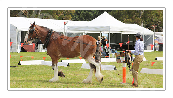 Nat. Clyd. & H. Horse Fest. - WEB - (470)