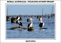 Rural Australia - Pelicans At Kow Swamp