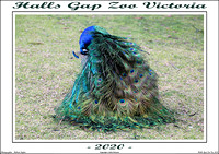 Halls Gap Zoo Victoria -