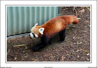 Halls Gap Zoo Vic - WEB - (5)