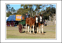 Rotary Steam,Horse & Vintage Rally - 2013 - Working Horse