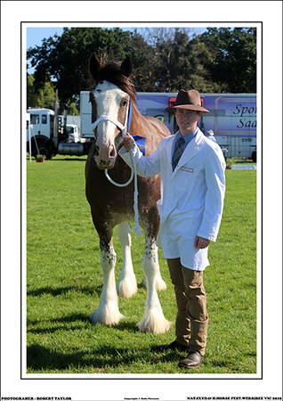 NAT.CLYD.& H.HORSE FEST. 2019 - WEB - (13)