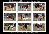 Clyd. & H.Horse Driving Day - Benalla Vic. 2024