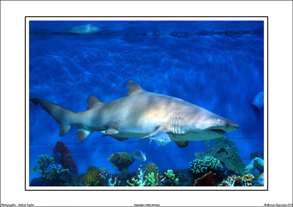 Melbourne Aquarium 2011 - WEB - (18)