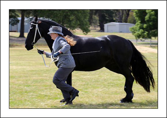 H.HORSE 2013 - ZEN - (14)