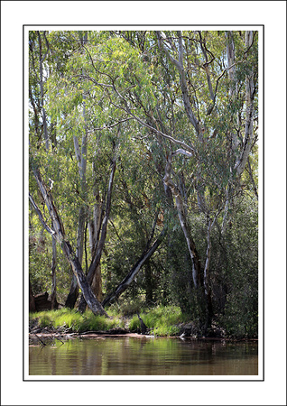 4 - 17.01.15 OVENS RIVER - W - (5)