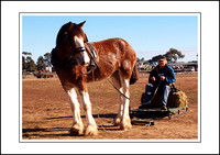 Rotary Steam,Horse & Vintage Rally - 2012 - Working Horse