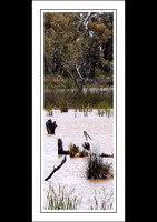 21.10.10 - (8) - Reedy Lake Ibis Rookery Vic