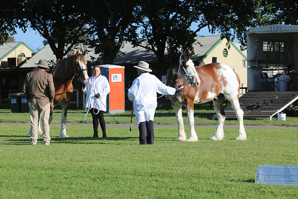 Nat.Clyd. & H.Horse Festival 2025 - WEB - Day 1 (15)