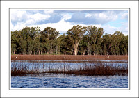 Barmah Lakes 2011