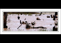 21.10.10 - (5) - Reedy Lake Ibis Rookery Vic